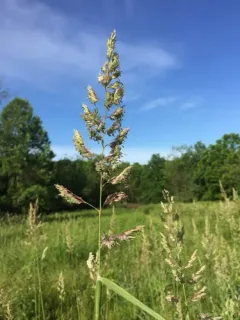 reed canary grass thumbnail 4