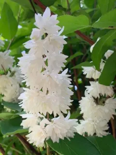 Deutzia thumbnail 2