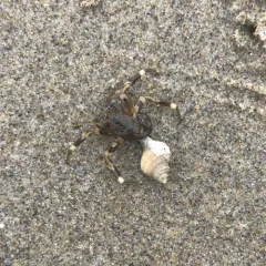 Pacific Hairy Hermit Crab thumbnail 2