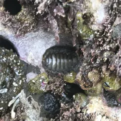 Mossy Chiton thumbnail 4