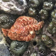 Ochre Sea Star thumbnail 4