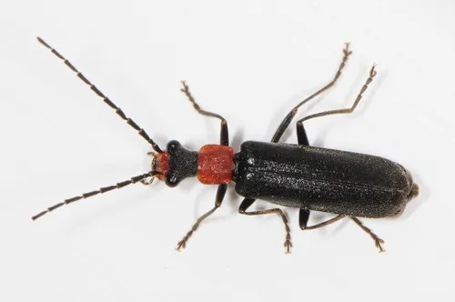 Dichelotarsus punctatus