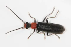Dichelotarsus punctatus thumbnail 1