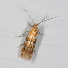 Phyllonorycter mariaeella thumbnail 1