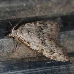 Confused Meganola Moth thumbnail 2