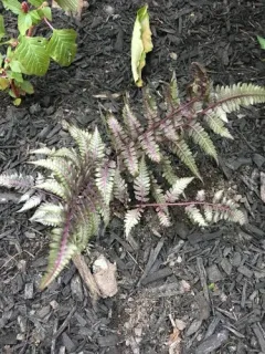 Japanese painted fern thumbnail 2