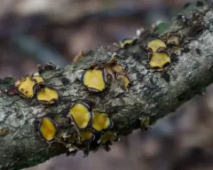 Coccomyces triangularis thumbnail 3