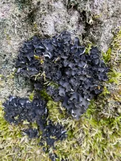 Bearded Jellyskin Lichen thumbnail 2