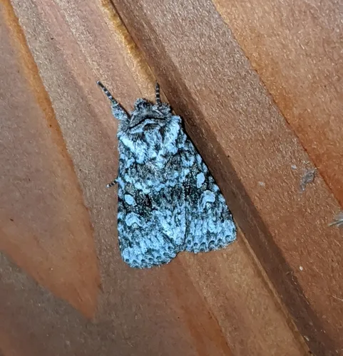 Cuneate Arches Moth