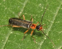 Podabrus intrusus thumbnail 4