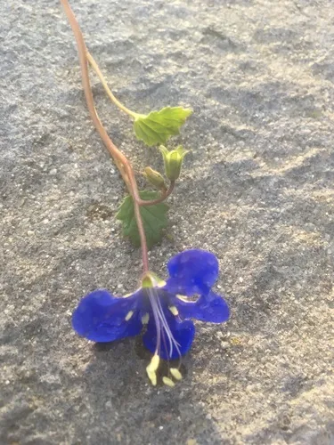 desert bluebells