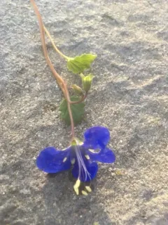 desert bluebells thumbnail 1