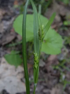 Eastern Narrowleaf Sedge thumbnail 2