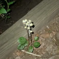 American wintergreen thumbnail 4