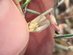 solitary milkvetch thumbnail 3
