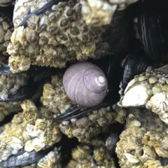 Black Tegula thumbnail 3
