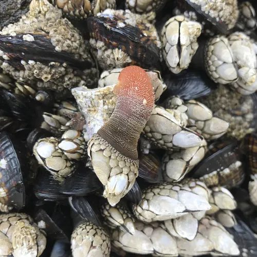 Gooseneck Barnacle