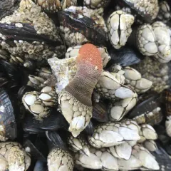 Gooseneck Barnacle thumbnail 1