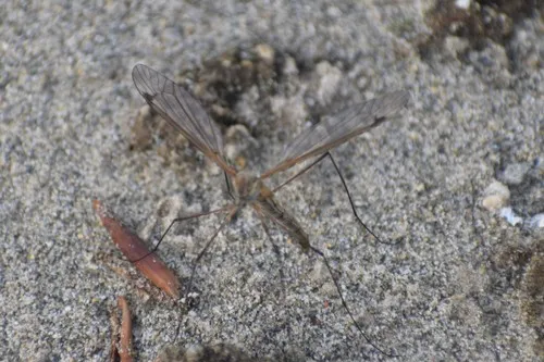 Kamchatka Crane Fly