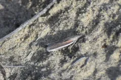 Pima fosterella thumbnail 1