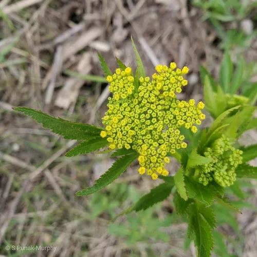 heart-leaf golden Alexanders
