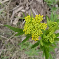 heart-leaf golden Alexanders thumbnail 1