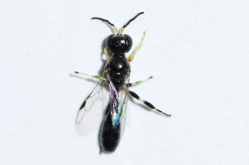 Rhopalum rufigaster