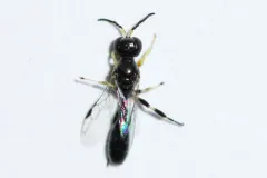 Rhopalum rufigaster thumbnail 1