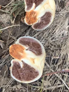 Wintergreen Snowmelt Pholiota thumbnail 2