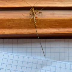 Greene's Giant Ichneumonid Wasp thumbnail 3