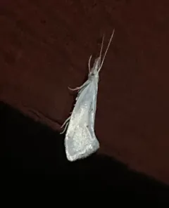 Euceratia castella thumbnail 3