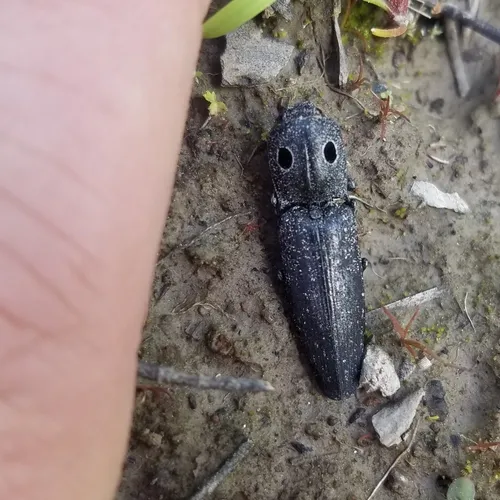Western Eyed Click Beetle