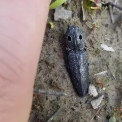 Western Eyed Click Beetle thumbnail 1