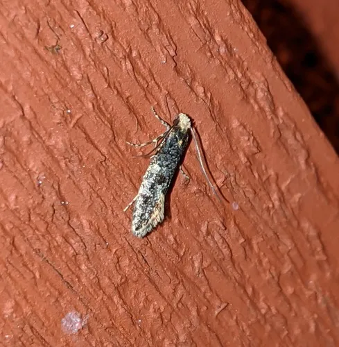 Carrion Moth