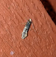 Carrion Moth thumbnail 1