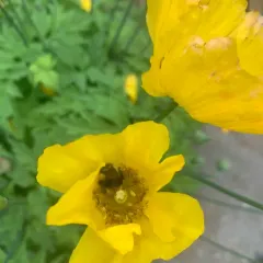 Welsh Poppy thumbnail 2