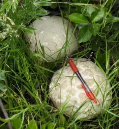 Western Giant Puffball thumbnail 4