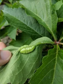 Dasineura parthenocissi thumbnail 4