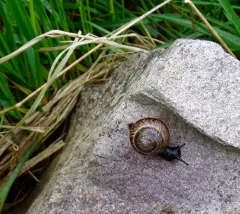 Copse Snail thumbnail 2