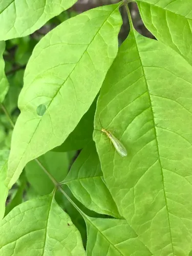 Curved Sallfly