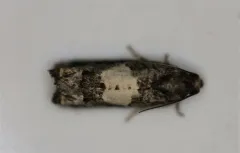 Epiblema infelix thumbnail 2