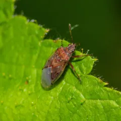 Birch Catkin Bug thumbnail 2