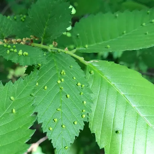 Elm Leaf Gall Mite