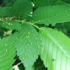 Elm Leaf Gall Mite thumbnail 1