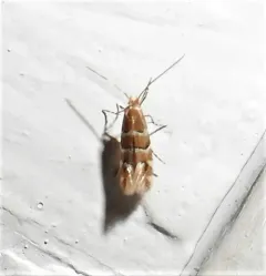 Phyllonorycter mariaeella thumbnail 2