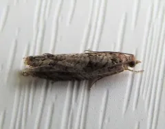 American Chestnut Leafroller thumbnail 3