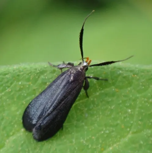 Little Devil Moth