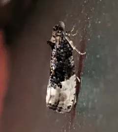 Green Budworm Moth thumbnail 3