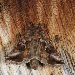 Autographa rubidus thumbnail 2