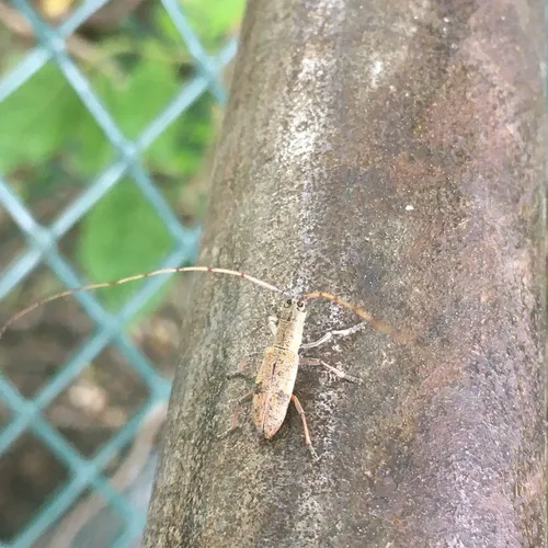 Small Mulberry Borer